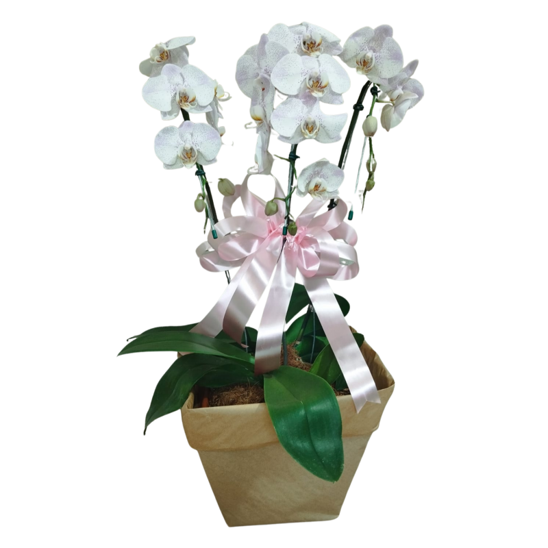 Orquídea Phalaenopsis 3 Hastes Pote 30 